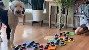The genius dog who has learned how to talk using a sound board