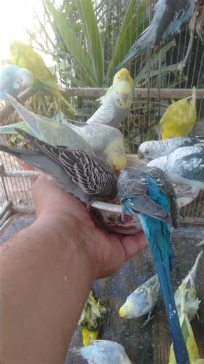 The Colorful Beauty of Rainbow Budgies in Their Natural Moments