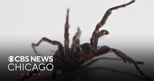 The Australian Zoo now home to largest funnel-web spider