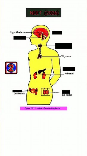 neet biology chemical coordination and integration questions practice
