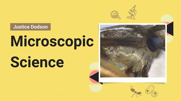 Exploring Moth Scales Under the Microscope