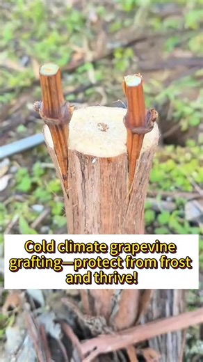 Cold Climate Grapevine Grafting Tips for Frost Protection