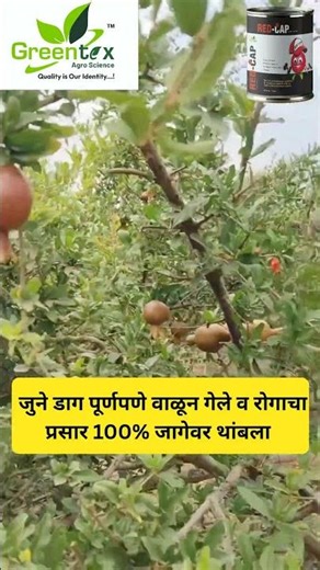 डाळिंबातील तेल्या रोगावर 101% रामबाण उपाय. RED-CAP, थ्रीप्स,करपा, पाकळी कुज. #agriculture #greentex