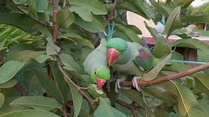 200K views · 10K reactions | Parrots Eating Guava on Tree Natural Parrot Video | Parrot Paradise | Facebook