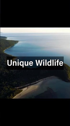 Daintree Rainforest Wildlife 🐊 | Discover Australia’s Most Unique Creatures 🌿
