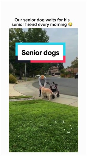 Heartwarming Senior Dogs Compilation