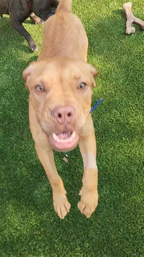 15K views · 1.4K reactions | We are now waiting on the results of a second PCR test on Dijon to confirm that he is negative for all the viruses he was sick with. Once he is all clear he will be moved to the ranch, all new people, all new dogs, and we shall see if he reverts back to shy and worried or if he continues to shine... | Lone Star Dog Ranch & Dog Ranch Rescue | Facebook