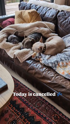 Tuggy | I mean ... #fosteringsaveslives | Instagram