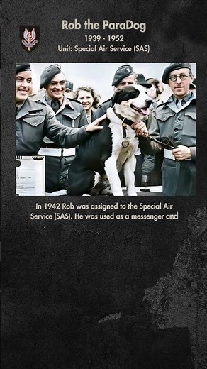 Rob the ParaDog #animalhero