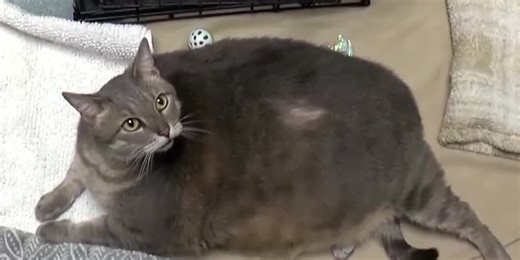 Pet obesity found to be ‘very common,’ poses multiple threats to health, lifespan