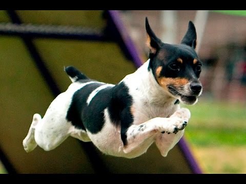 How To Train a Rat Terrier Training