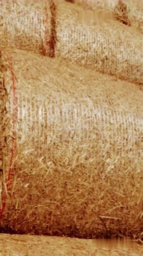 This Plant Becomes Concrete in 35 Seconds#factorybite #shortvideo