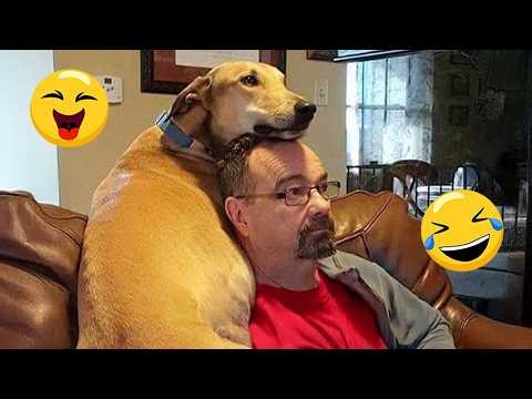 You Will Laugh Harder Than You Expect 🤣 FUNNIEST DOGS Video 2026 #132