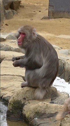 [Japanese Macaques at Yagiyama Zoological Park] Monkeys Eating Ice #zoo #macaque #monkey