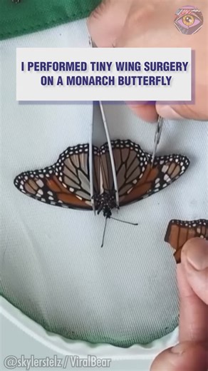 145K views · 224 reactions | Fixing a monarch butterfly’s broken wing | Bright Side | Facebook