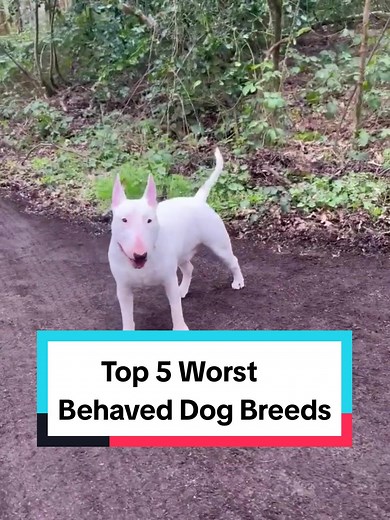 Top 5 Worst Behaved Dog Breeds