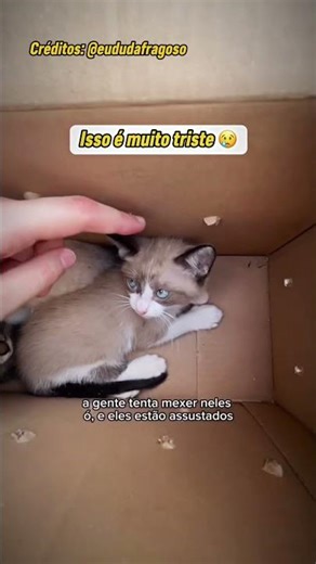 SÓ VAI CURTIR QUEM ADOTARIA ELES 🥺 #familia #gatos #pets #youtubeshorts #shorts