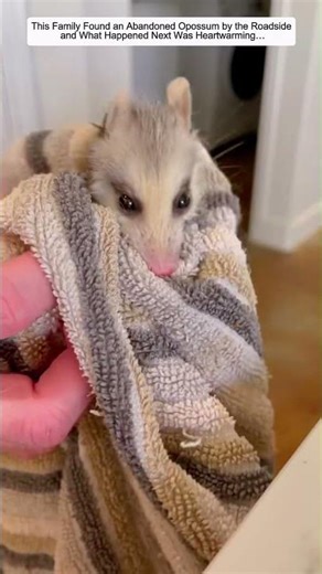 This Family Found an Abandoned Opossum by the Roadside, and What Happened Next Was Heartwarming…