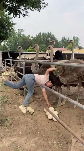 #鸵鸟养殖 #鸵鸟苗 #快成长计划 #funny #animals#ostrich