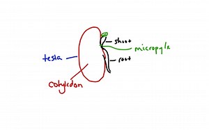 Seed Structure | Educreations