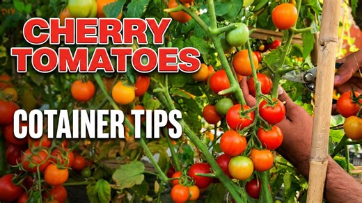 How to grow healthy cherry tomatoes in pots and containers