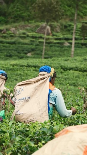 1.5K views · 40 reactions | Tea plantations in Sri Lanka are renowned...