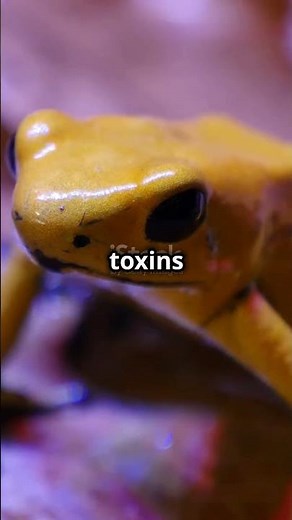 Deadliest Frog on Earth: The Golden Poison Dart Frog's Lethal Secret"