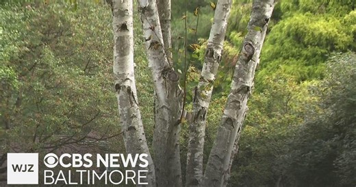 Monkton man accused of killing wife faces competency hearing, does not recall deadly attack