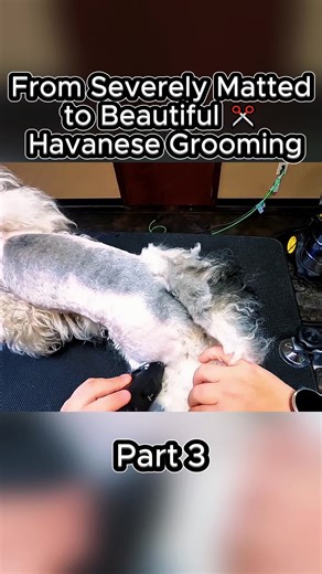 Incredible Grooming Transformation for a Matted Havanese