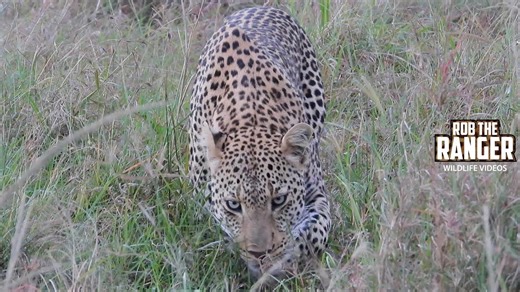 Stunning leopard emerges during unforgettable Zebra Plains safari