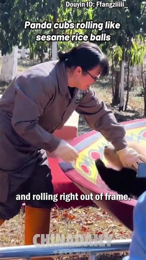 Panda cubs rolling like sesame rice balls