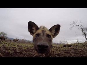Wild Dog Pups Get Curious About Secret Camera