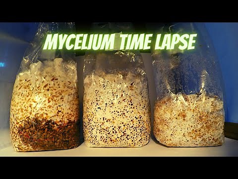 Mycelium Time Lapse