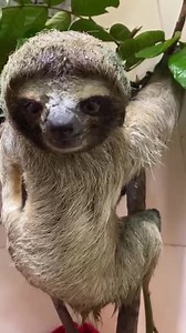 3K views · 185 reactions | The fur in our stories belongs to Bambu 3...