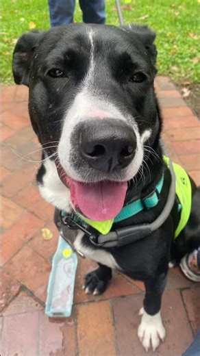 Meet Amy a Australian Cattle Dog currently available for adoption! 10/15/2025 3:24:42 PM