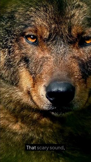 This Wolf Sound Has a Secret Meaning