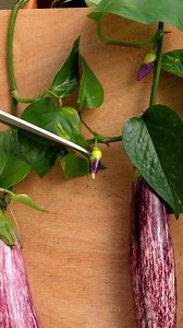 Must-know gardening tricks for beginners and pros | 5-Minute Crafts Men