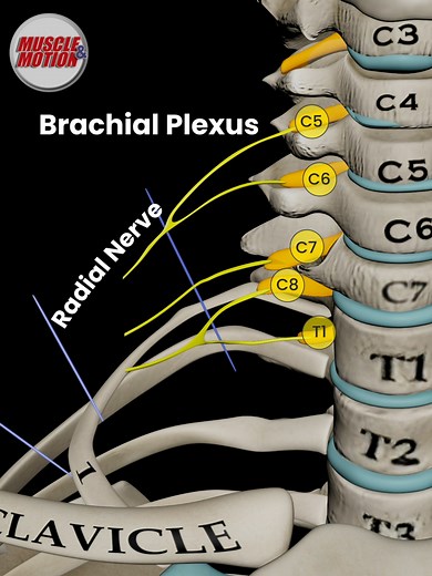 Understanding the Brachial Plexus: A Complete Guide