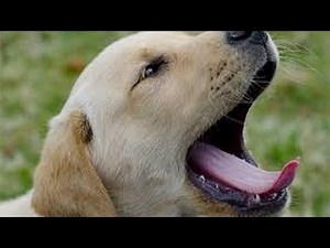 Cats and dogs sneezing and yawning – Cute and funny animal compilation