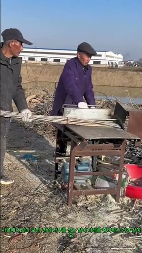 무모 포플러 묘목 준비! 나무 심기의 첫걸음