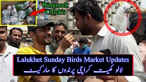 10K views · 172 reactions | Birds Market Karachi Latest Updates 21 March 2021 | لالوکھیت سنڈے برڈز مارکیٹ ویڈیو | birds market lalukhet Karachi latest video | Apna Birds Channel #LaluKhetLalukhet #SundayBirdsMarket #Karachi #birds #budgies #parrots | Apna Birds Center | Facebook