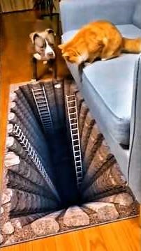 Cat and dog interesting video 🤣😂 #funny #dog #funnyshorts #pets