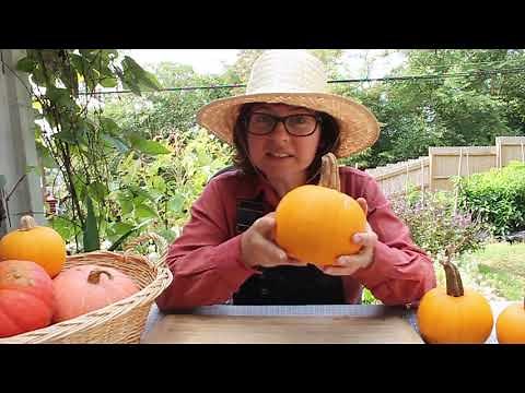 Let's Go Outside: Parts of a Pumpkin