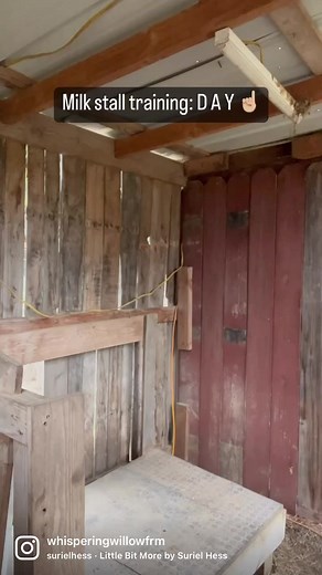 Milk Stall Training: D A Y ☝🏼One thing I’ve learned since owning goats is they certainly beat to their drum, but what a joy they add to our farm.I wasn’t sure what to expect today when I started training my girls at the milk stand, but, they both hopped right up there, and ate their food.My goal is to continue to do this daily in hopes they will stay up there longer without giving me any fits, and be super used to this process before milking season.All my dairy animal owners. Throw me your best