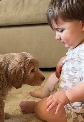 My mamma heart is so full ❤️ He joined our family without even skipping a beat. #redgoldendoodle #momtok #puppytok #birthdaywish