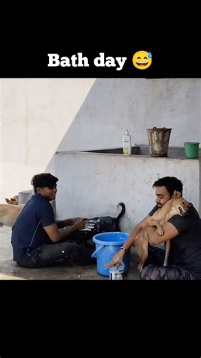 Bath Day in our Animal Shelter | How to bath a Dog