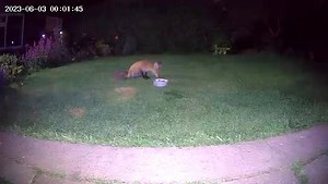 12K views · 952 reactions | The fox cub and the hedgehog Last night the cub and mr prickles by the food bowl, for over 15mins and at times they were sat side by side mr prickles waiting patiently for fox to finish, Nature is truly amazing I’ve speeded the film to just 3 minutes | The Mouse family that live by the brambles | Facebook