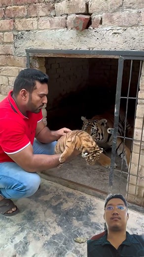 UNBELIEVABLE CUTENESS! 🐯🥺 This 1-Week-Old Tiger Cub Will Melt Your Heart! ✨ #Shorts #BabyTiger