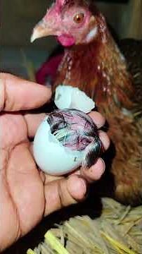 Watch the Exact Moment Baby Chicks Hatch Real Chicken Egg Hatching
