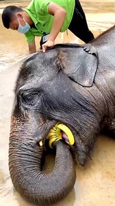 770K views · 6.9K reactions | This baby jumbo in Xishuangbanna, Yunnan, can't seem to start the day without its daily dose of bananas. Even when bathing, the young cub has to wolf down a whole bunch of the sweet fruit to replenish its strength. #BetterLife #EcoFuture #FunChina | China Plus Culture | Facebook